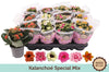 Kalanchoe Gev Gemengd Special