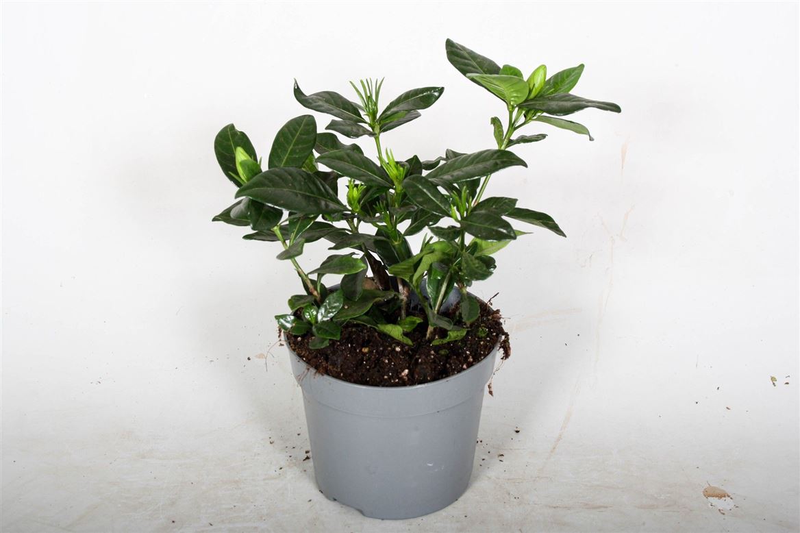Gardenia Jasminoides