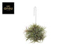 Tillandsia Ionantha Hang Large