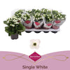 Kalanchoe Bl Wit