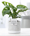 Monstera Adansonii Keramiek Jade