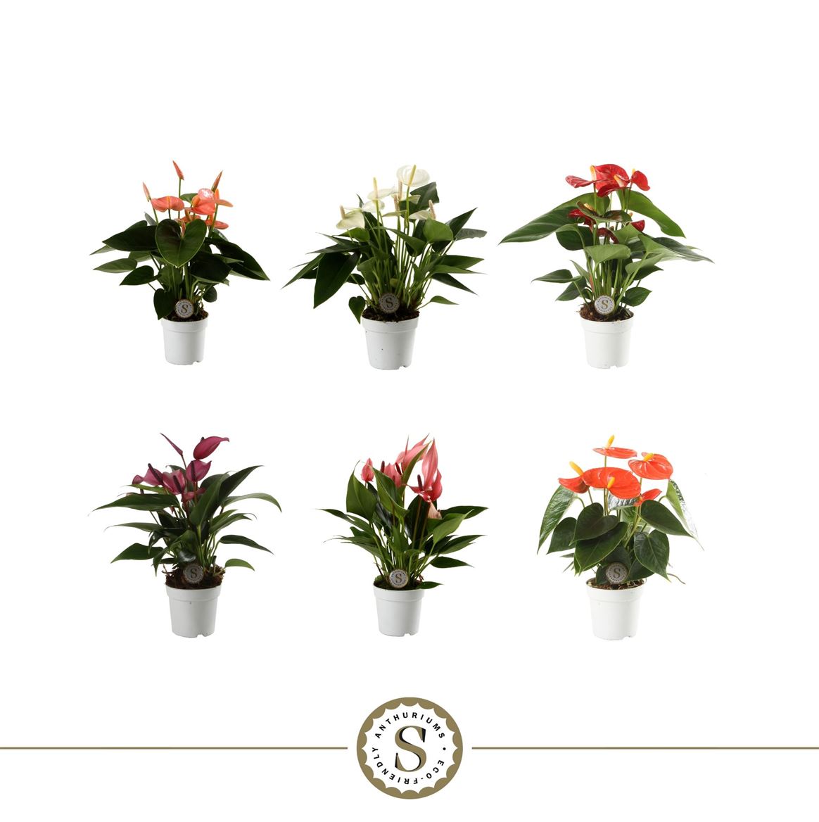 Anthurium St Gemengd 3kl