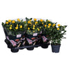 Rose Patio Hit Yellow