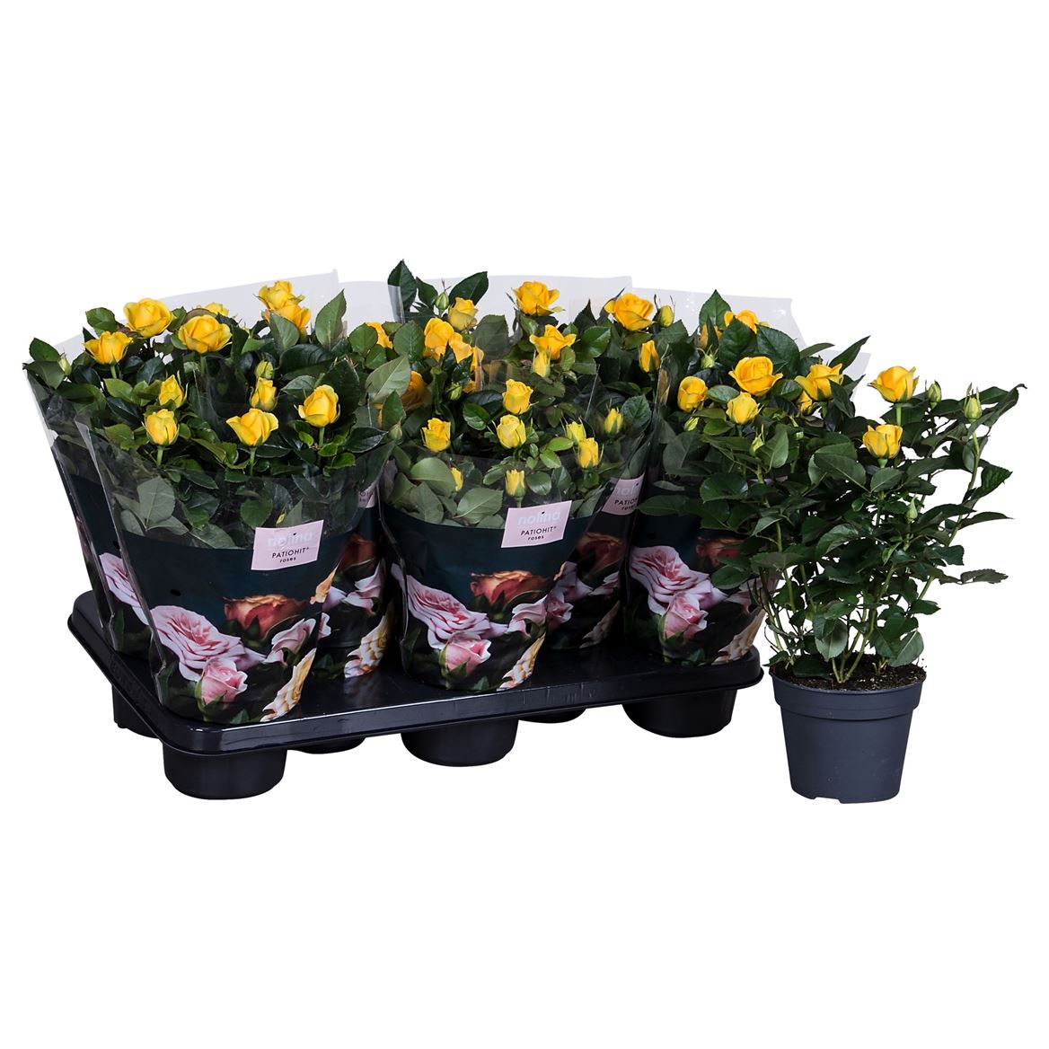 Rose Patio Hit Yellow