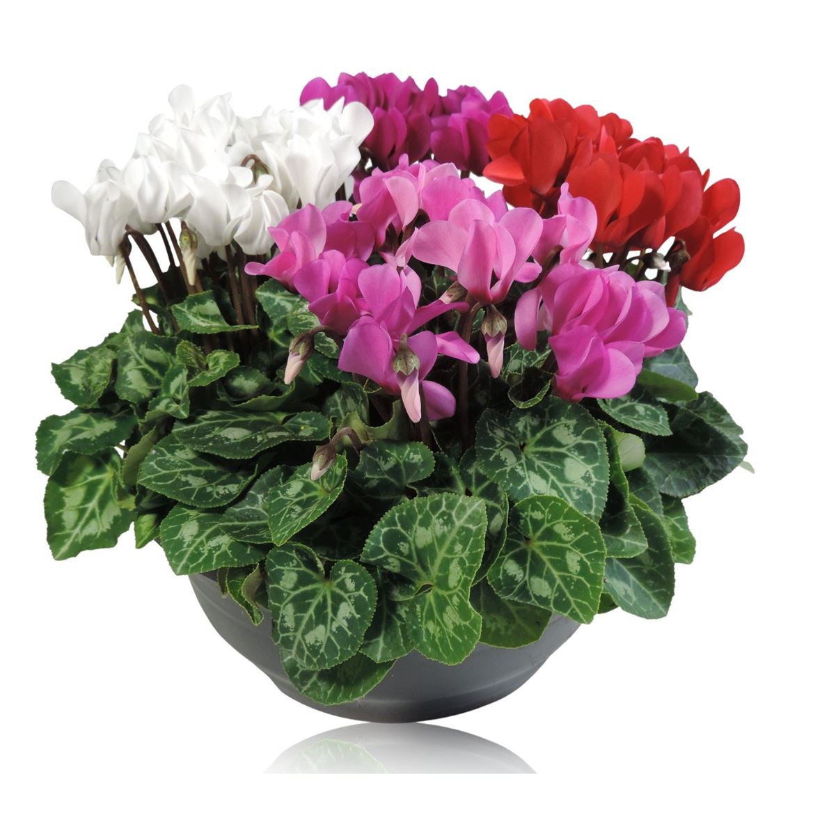 Cyclamen Per Gemengd Patio Schaal