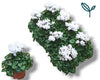 Cyclamen Per Ss Wit