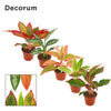 Aglaonema Gemengd