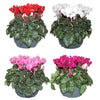Cyclamen Per Ss Gemengd Patio Schaal