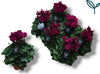 Cyclamen Per Garden Patio Paars