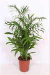 Chamaedorea Seifrizii