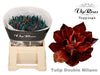 Tulip Du Double Milano