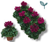 Cyclamen Per Ss Paars