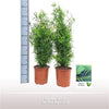 Asparagus Falcatus