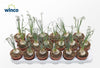 Albuca Spiralis (caudex)