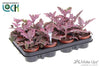 Kalanchoe Beharensis Make Upz Roze