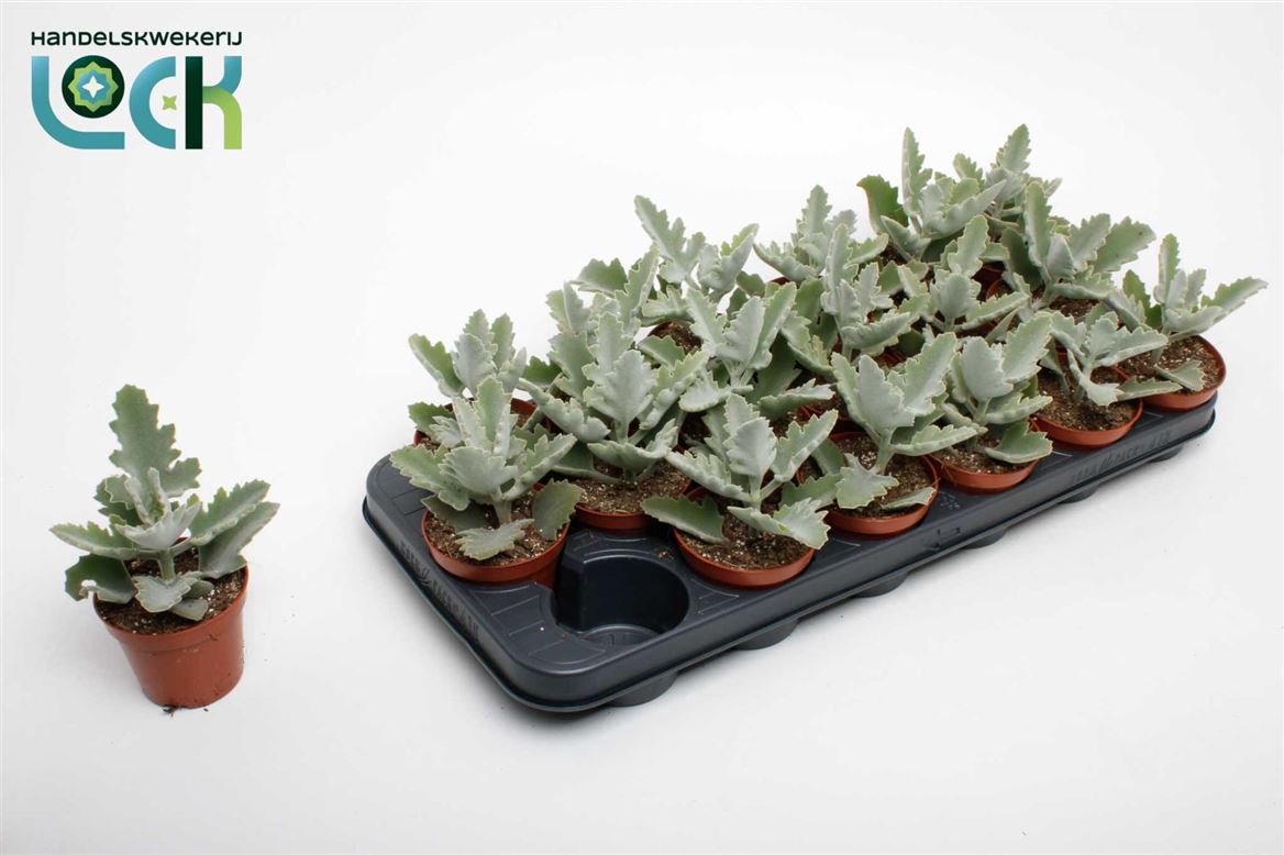 Kalanchoe Beharensis Light