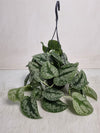 Scindapsus Pictus Trebie Hangpot