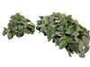 Scindapsus Pictus Silvery Ann
