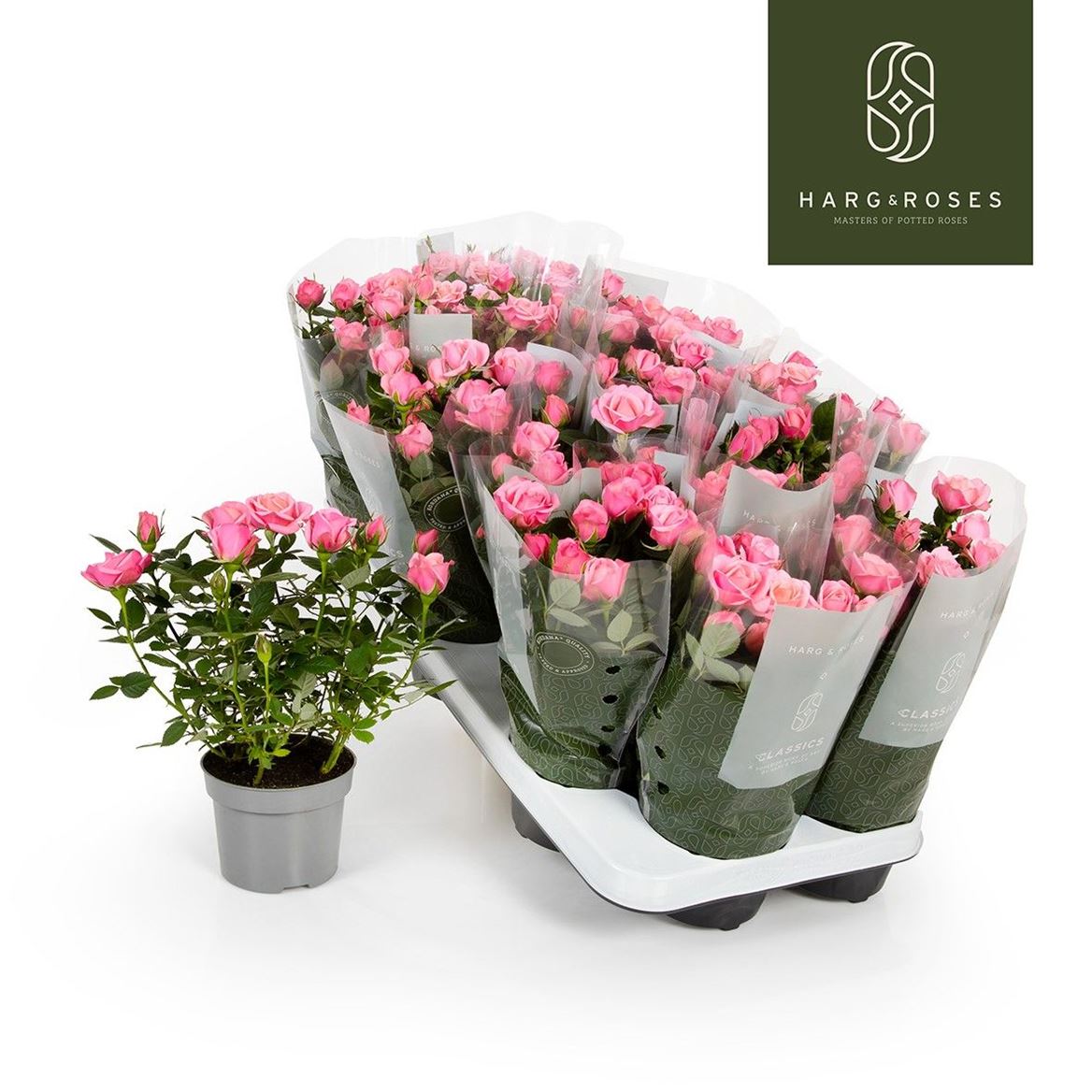 Rose Kordana Flirt