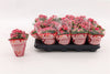 Kalanchoe Double Sylca