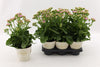 Kalanchoe Graceful Pink