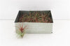 Arr3 Cp Tillandsia Rainforest Red Medium