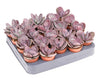 Kalanchoe Humilis Zebra