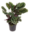 Calathea Medaillon