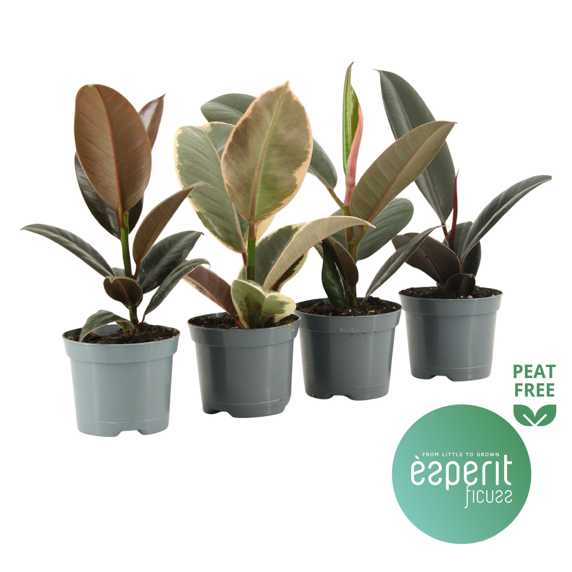 Ficus El Gemengd