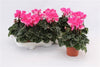 Cyclamen Per Indiaka Magenta