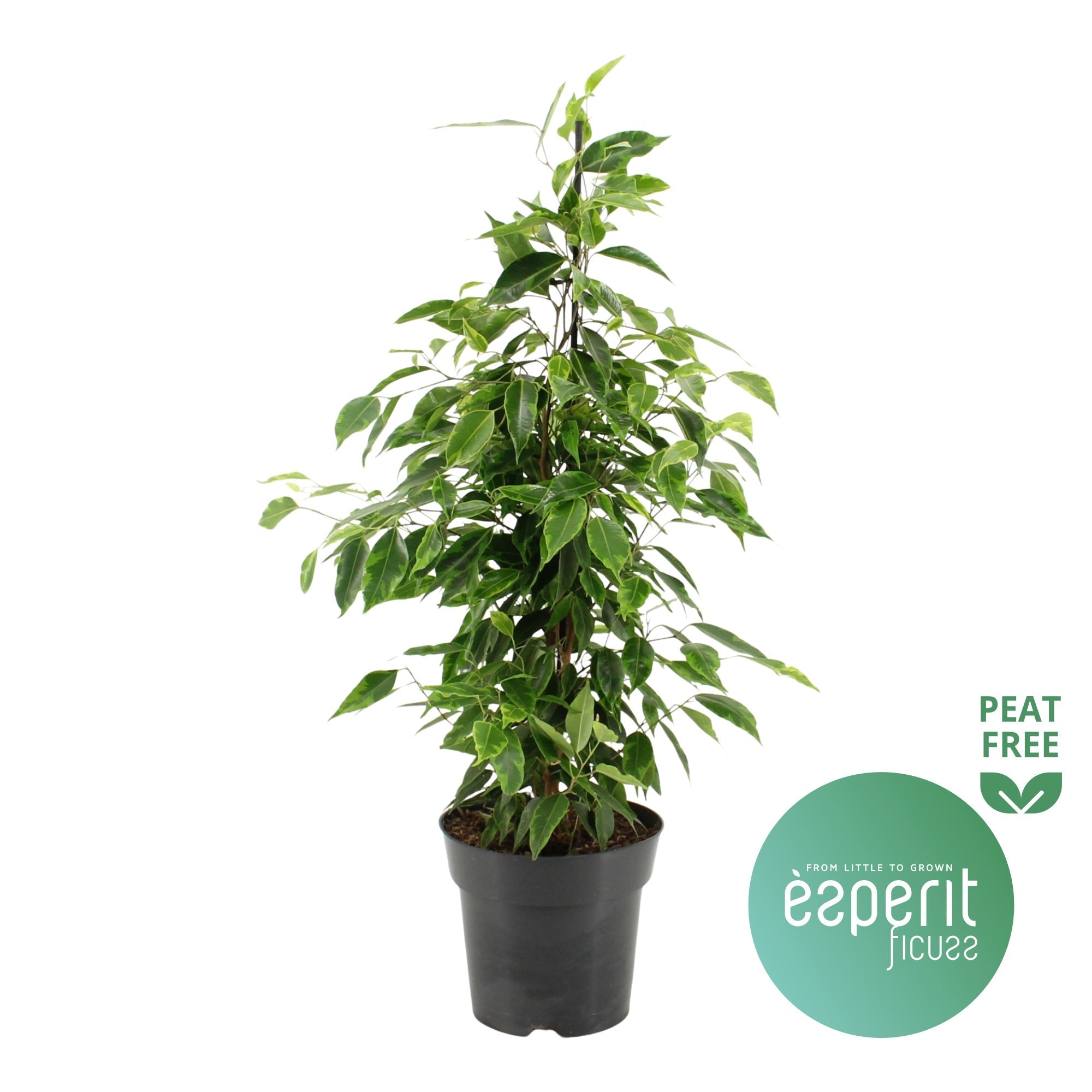 Ficus Be Anastasia