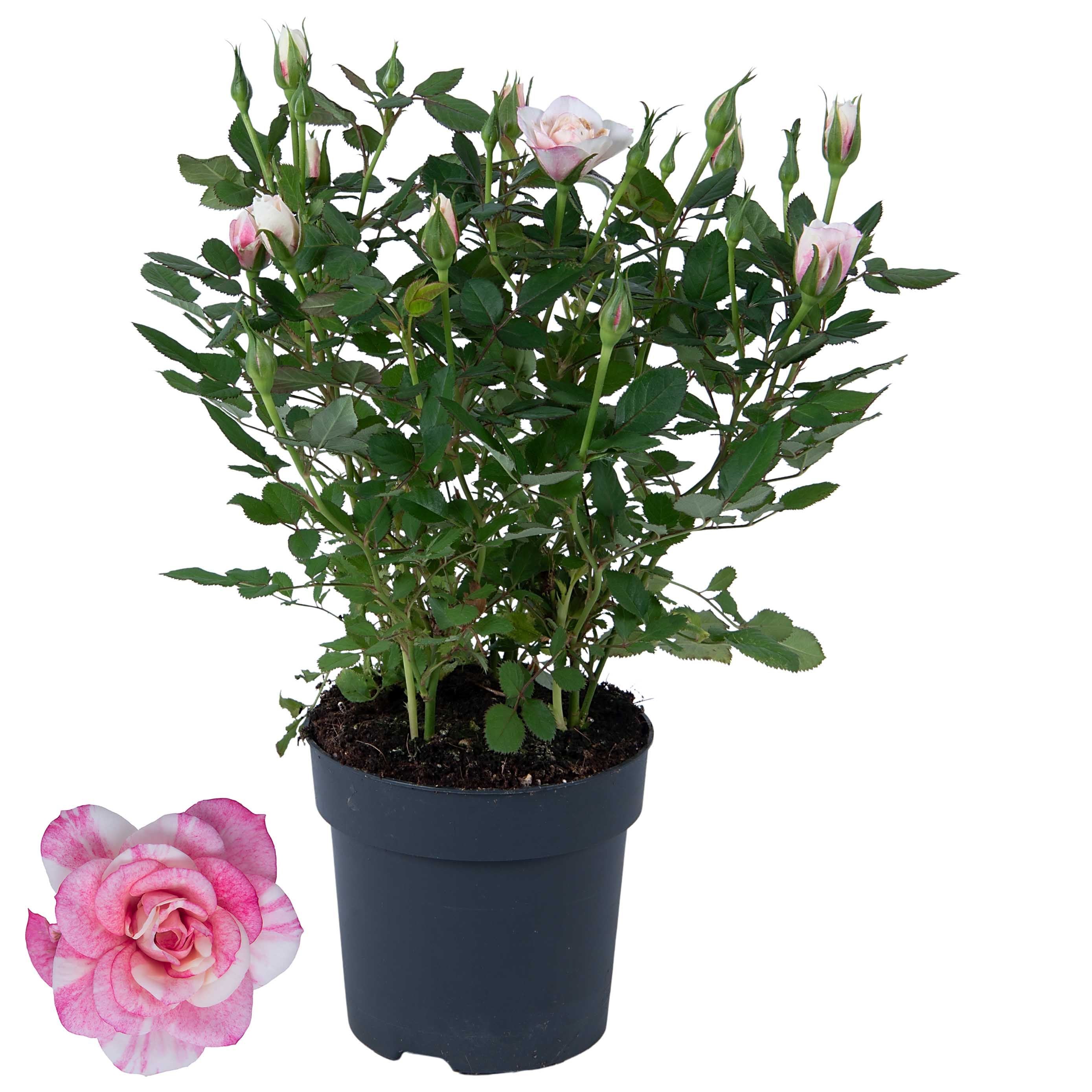 Rose Victory Piia