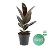 Ficus El Abidjan