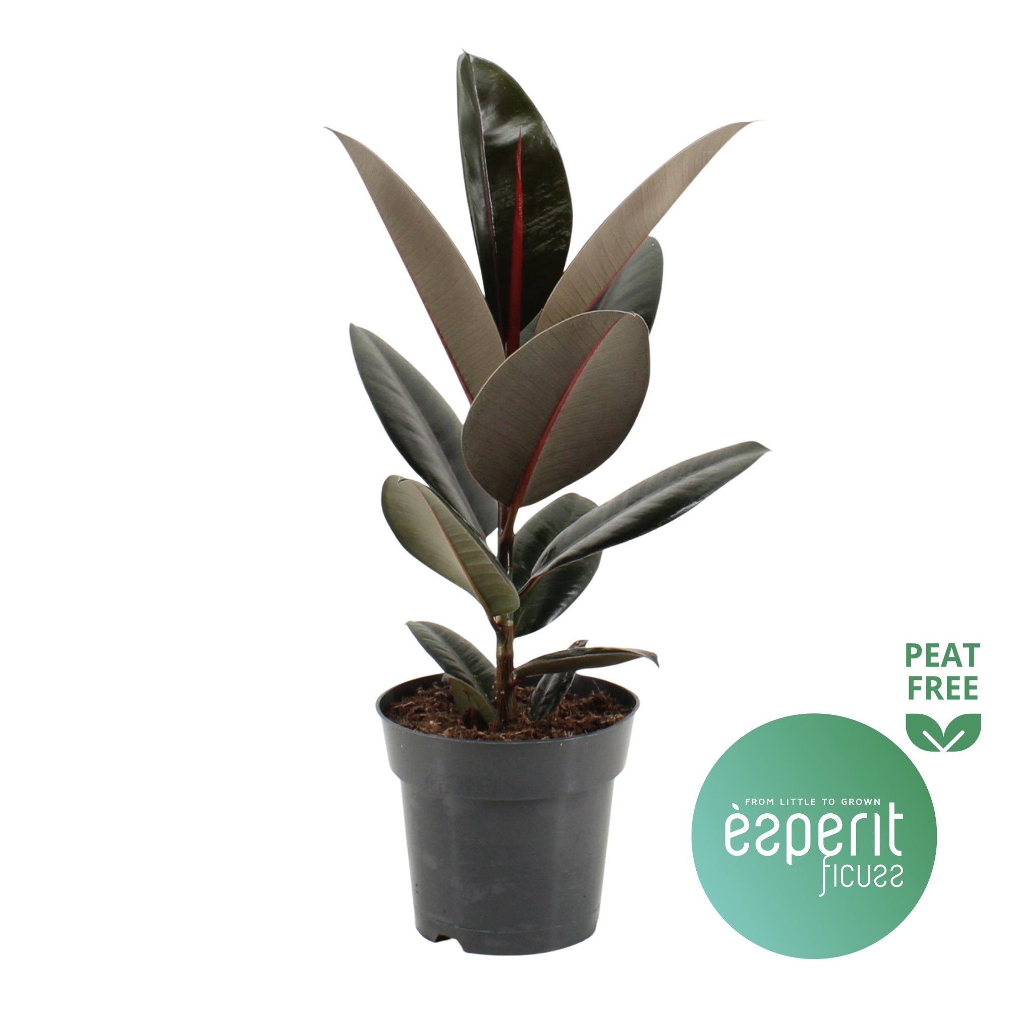 Ficus El Abidjan