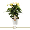 Anthurium St Yellow Champion