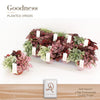 Hypoestes Gemengd Trio