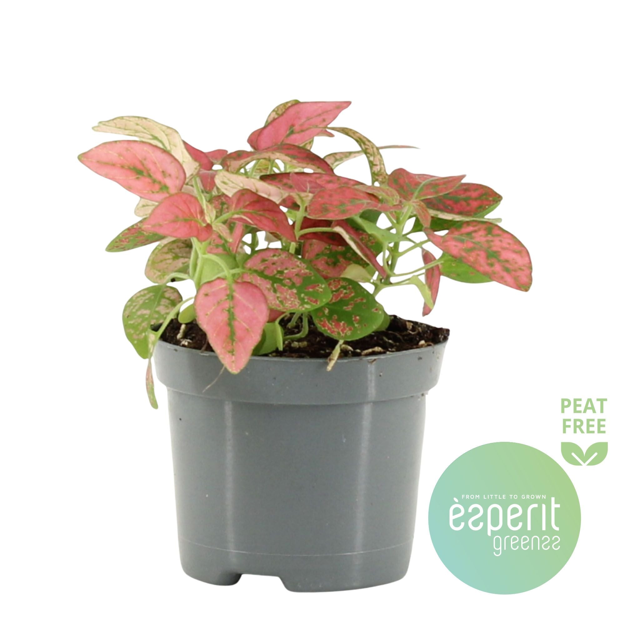 Hypoestes Red