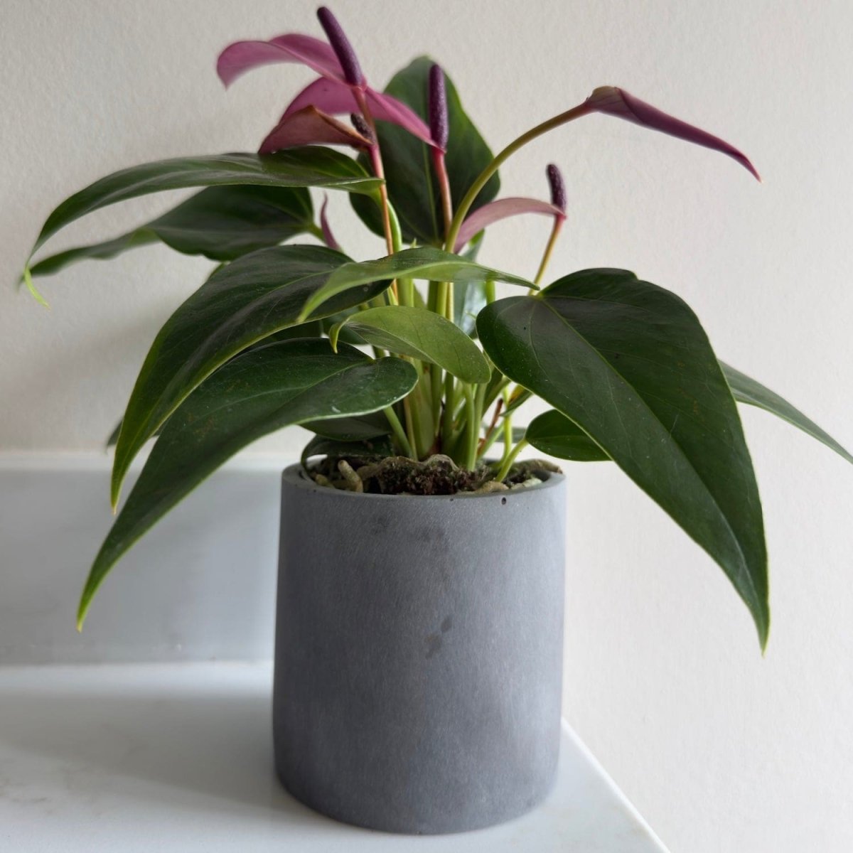Aurello | Brushed Grey Stone Resin Indoor Plant Pots (Set of 2) - Zestio