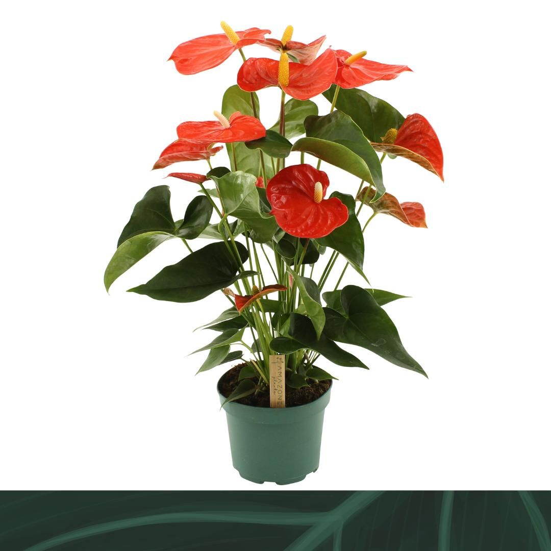 Anthurium An Florida