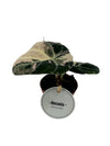 Alocasia Black Velvet Pink Variegata
