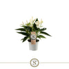 Anthurium St White Champion