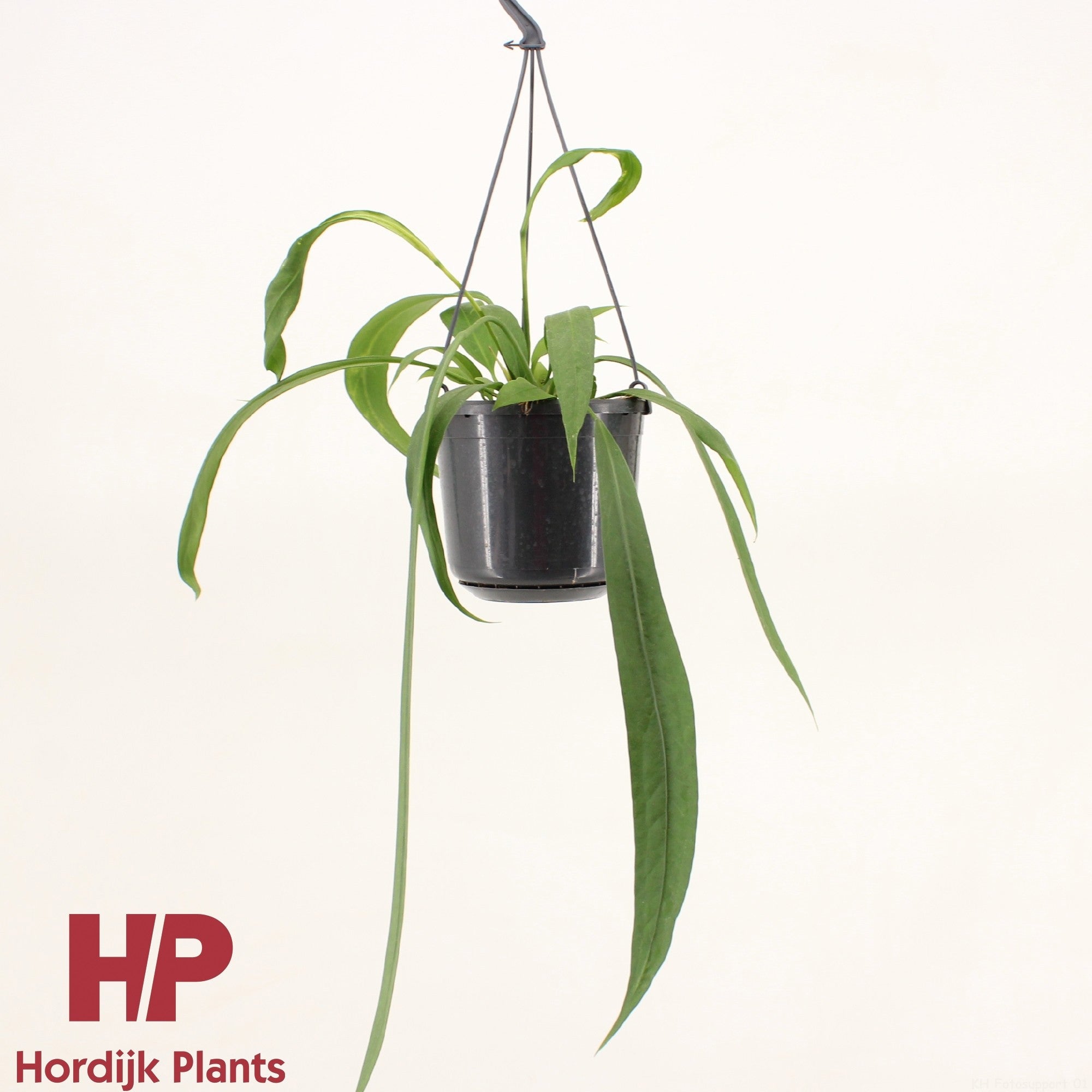 Anthurium Vittariifolium