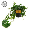 Parthenocissus Striata