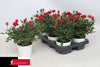 Rose Kordana Apache Keramiek Wit