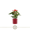 Anthurium St Red Champion Keramiek Bari Red