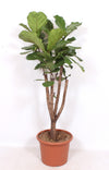 Ficus Lyrata Vertakt