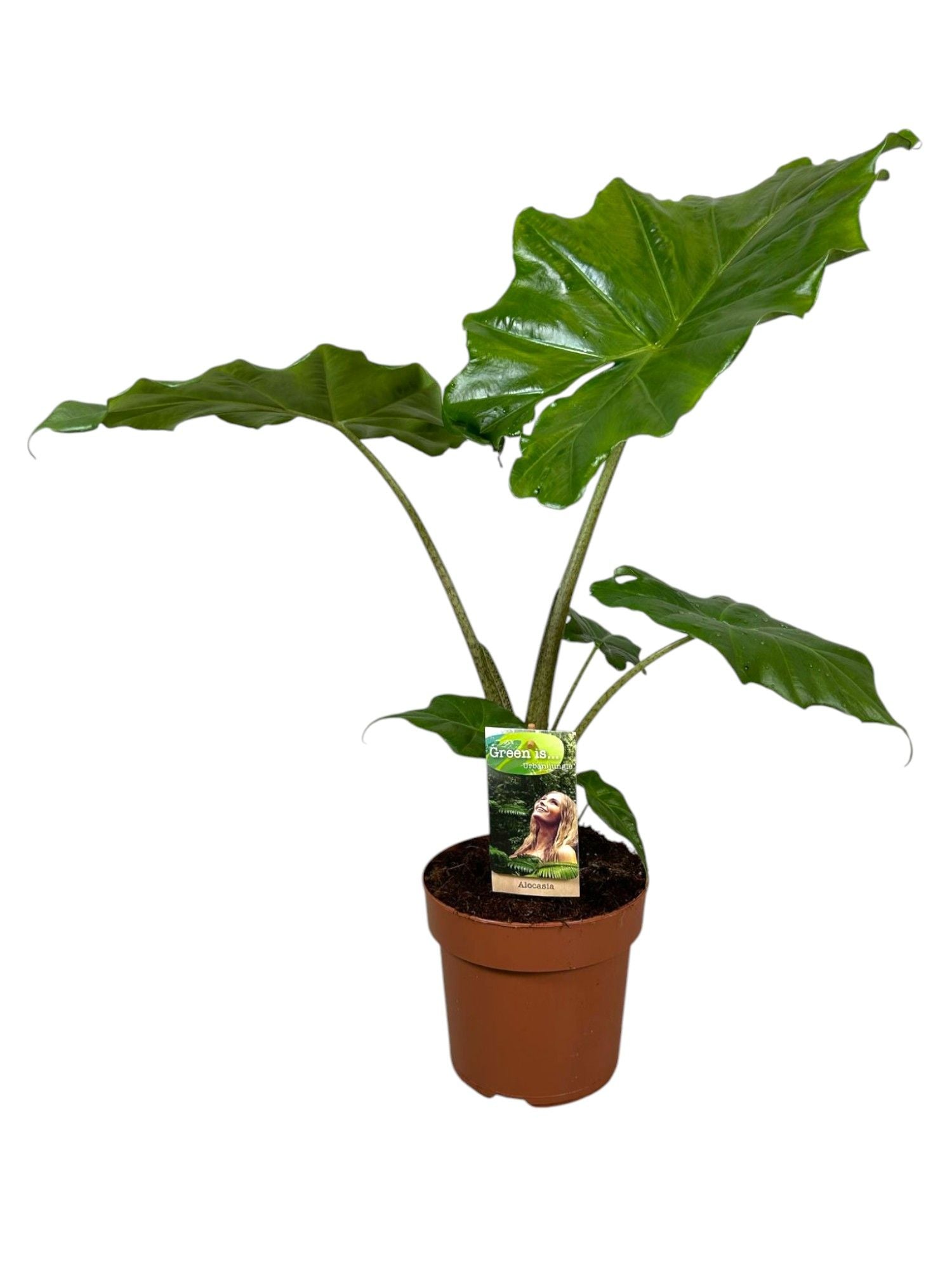 Alocasia Portodora