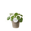 Pilea Peperomioides Terracotta Grijs