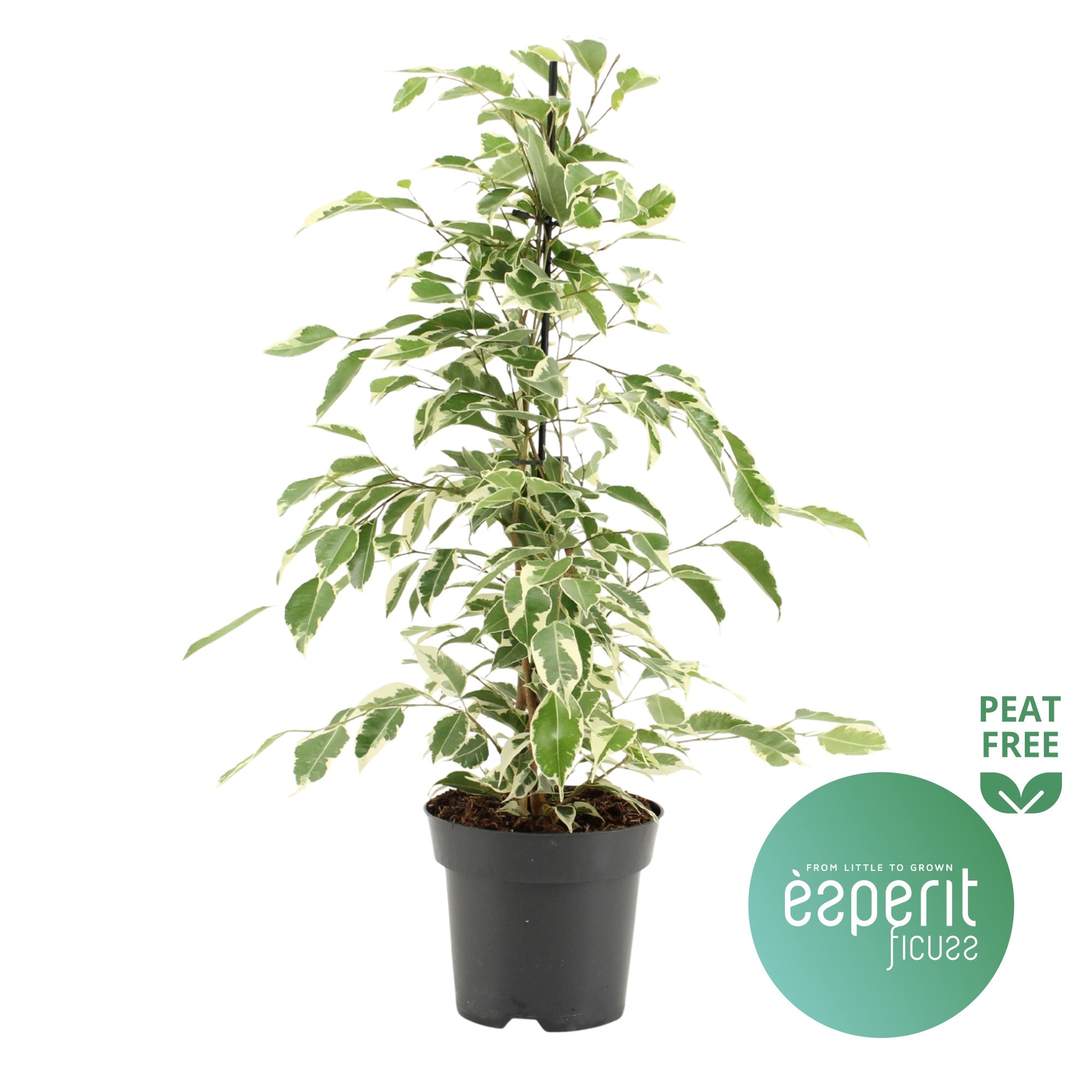 Ficus Be Twilight
