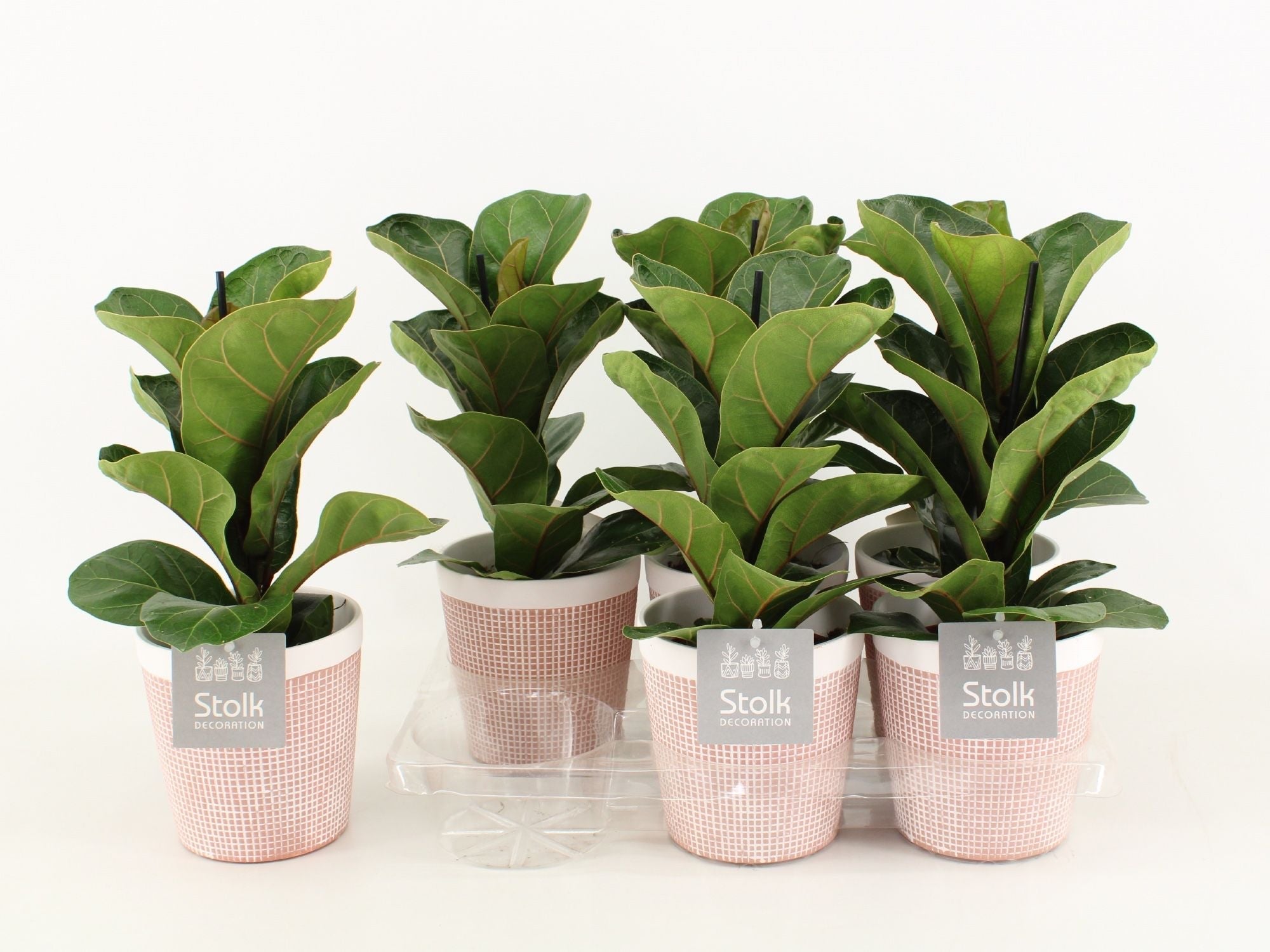 Ficus Lyrata Keramiek Terracotta